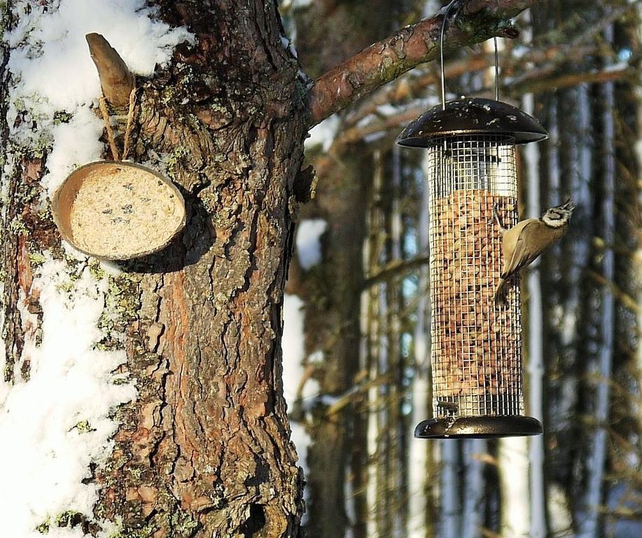 Grantown-on-Spey Dava School House Bed & Breakfast エクステリア 写真
