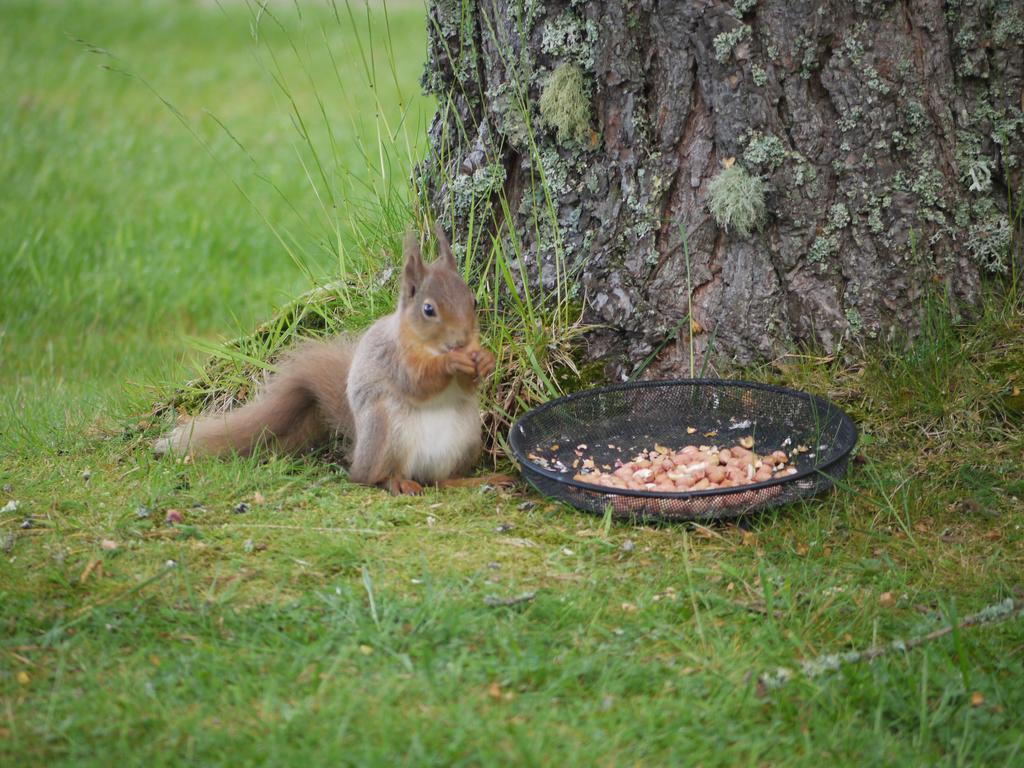 Grantown-on-Spey Dava School House Bed & Breakfast エクステリア 写真