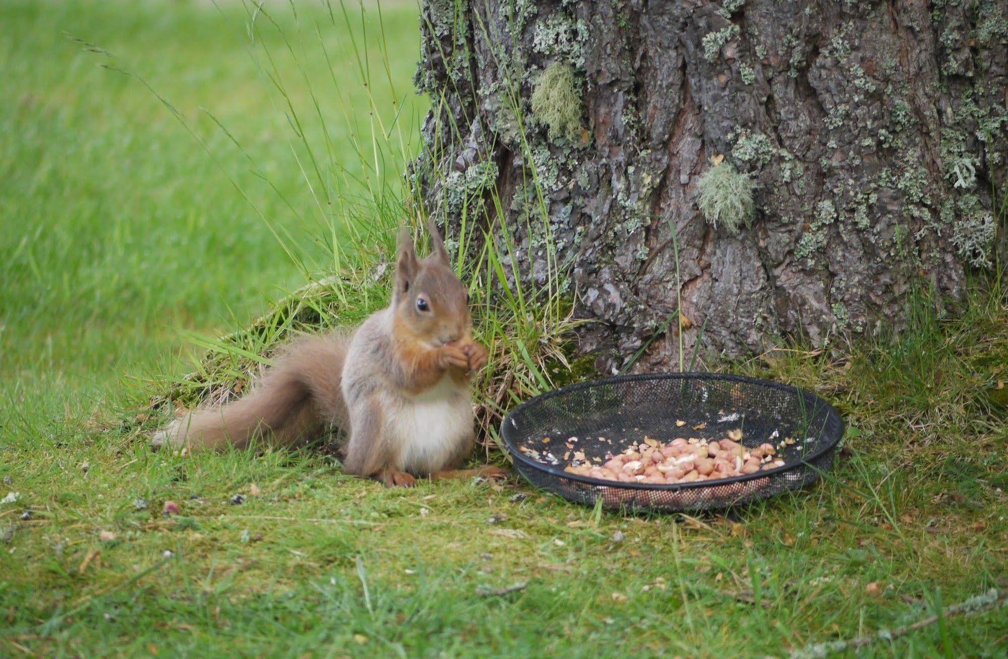 Grantown-on-Spey Dava School House Bed & Breakfast エクステリア 写真